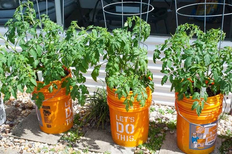 Upcycled Feed Bucket Planters