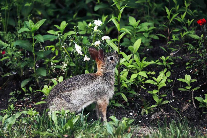 Curious Rabbit Nibbles