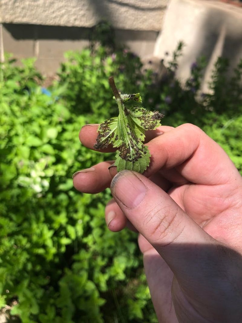 Four-Lined Plant Bug's Yellow Spots