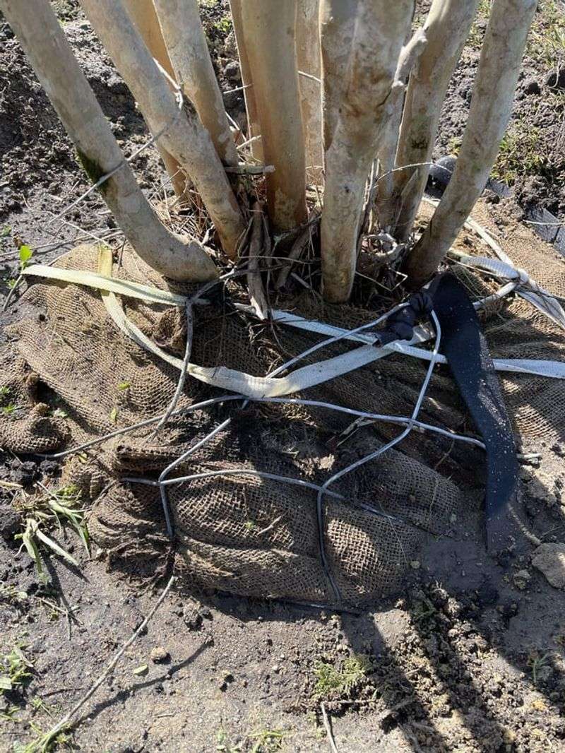 Limited Root Depth
