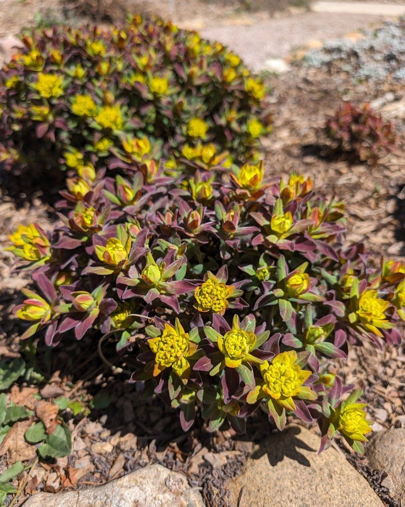 Euphorbia polychroma (Cushion Spurge)