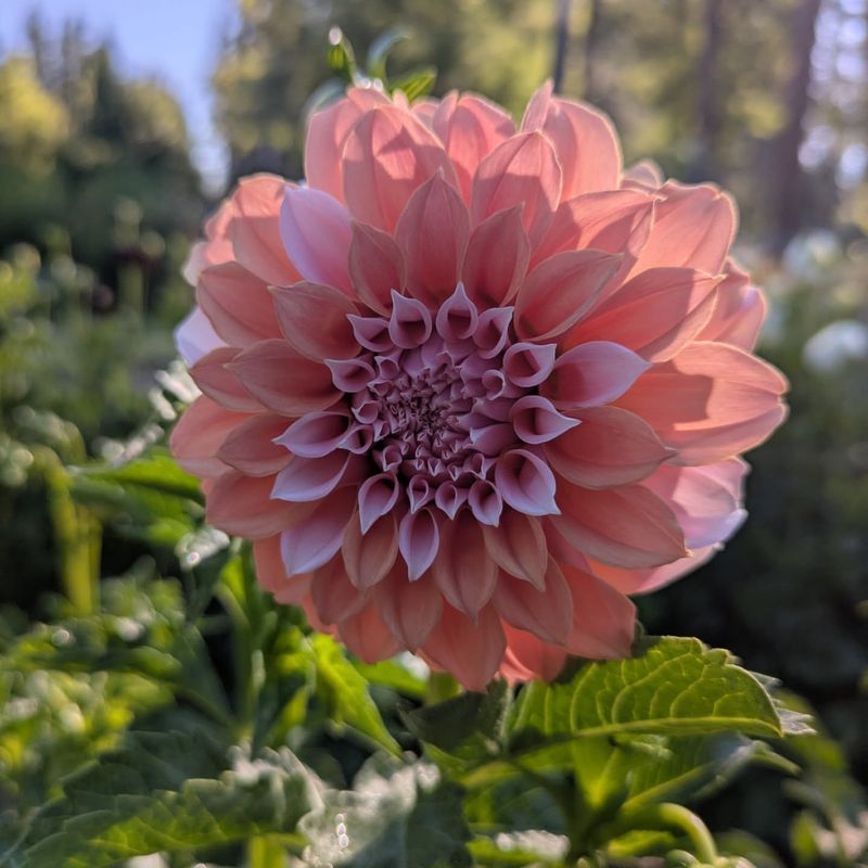 Garden Magic in Nevada City