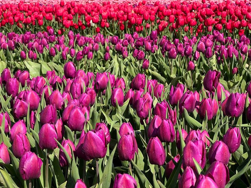 Mendocino's Woodland Tulip Sanctuary