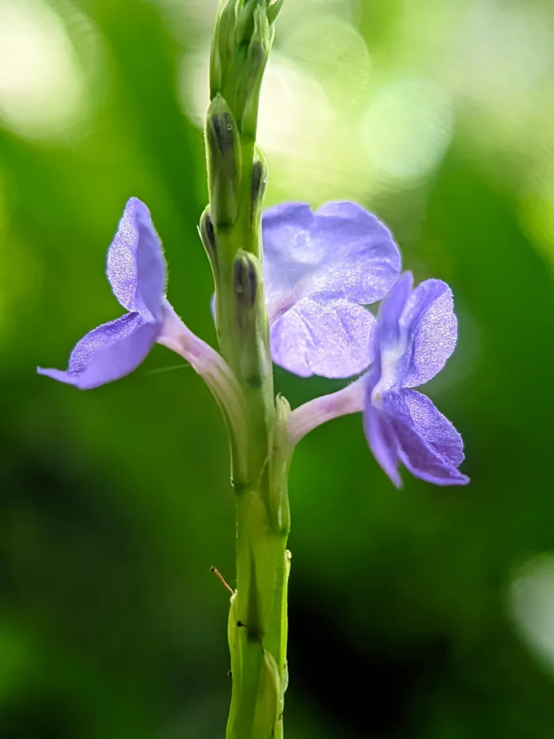 Blue Porterweed: The Surprising Attractor