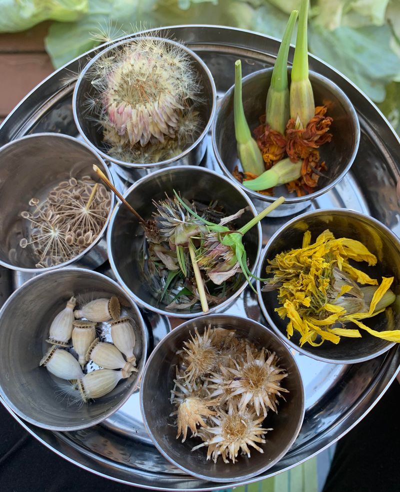 Seed Saving Ceremony