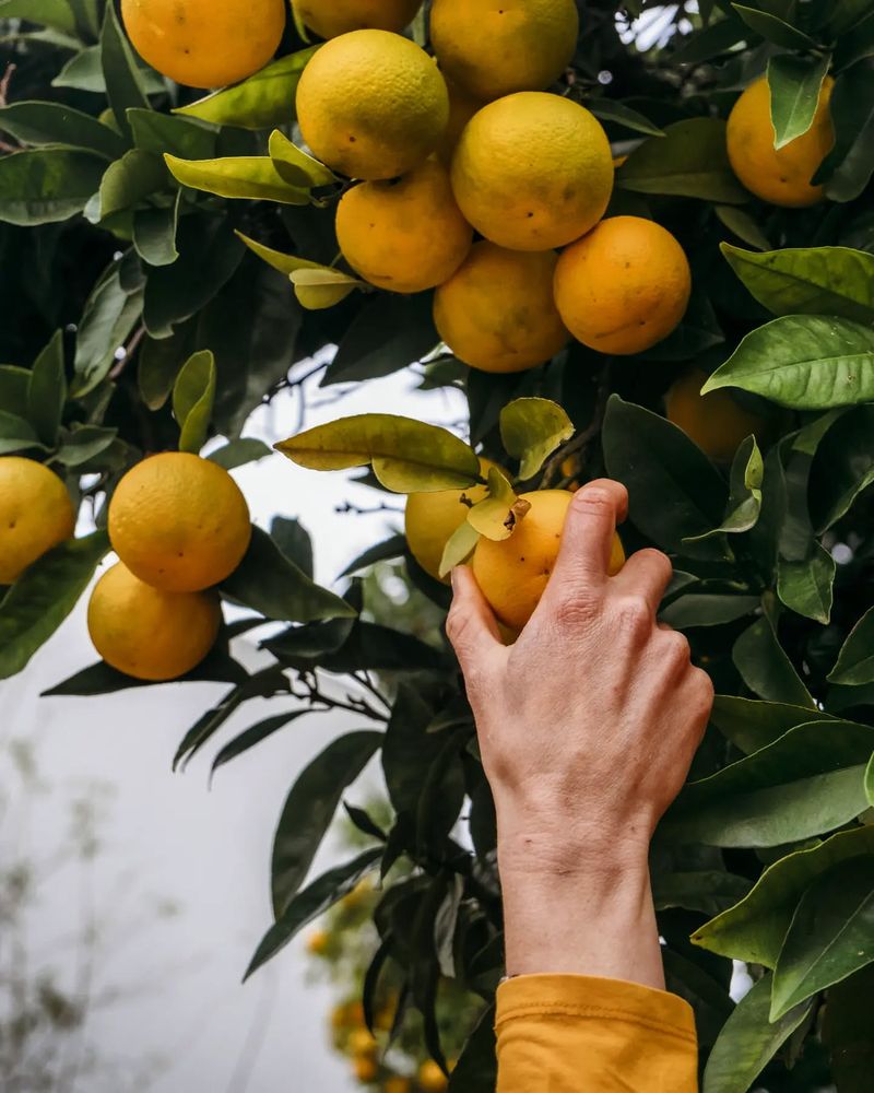 Citrus Tree Sanctuary