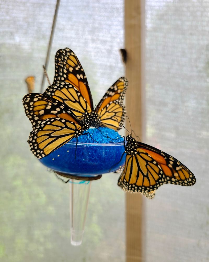 Butterfly House And Pollinator Paradise