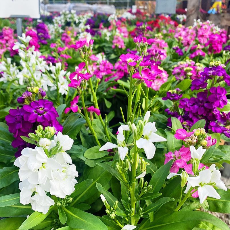 Plant Night-Scented Stock For Evening Magic
