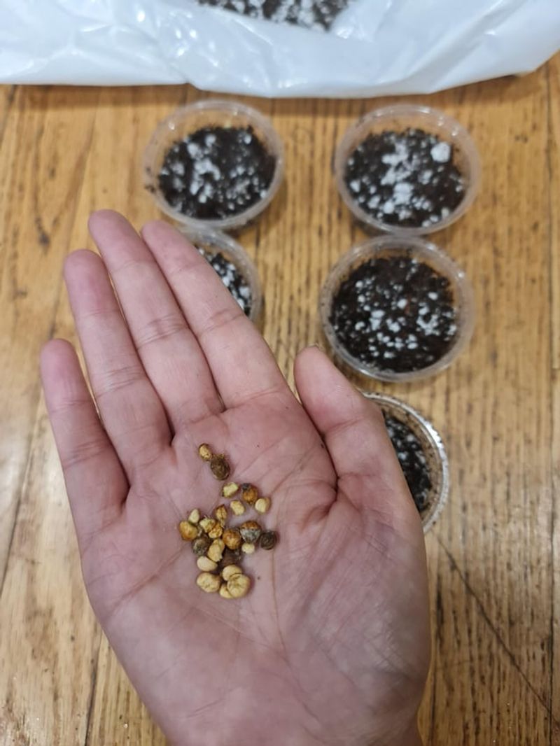 Seed Storage Organizers