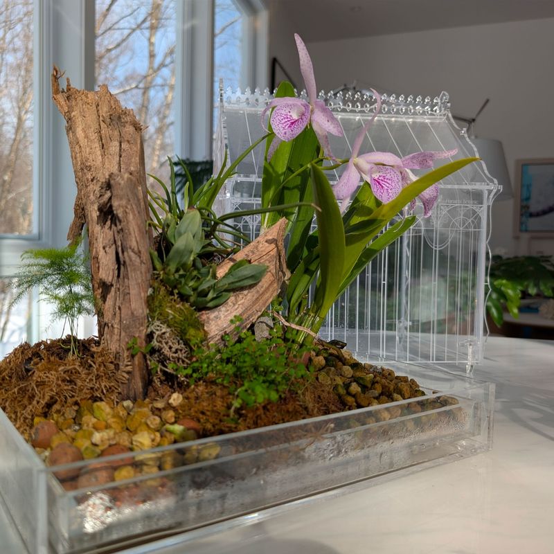Orchid and Air Plant Terrarium