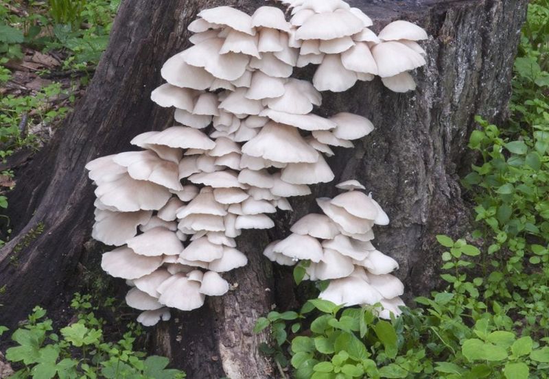 Mushroom Logs In Shadowy Corners