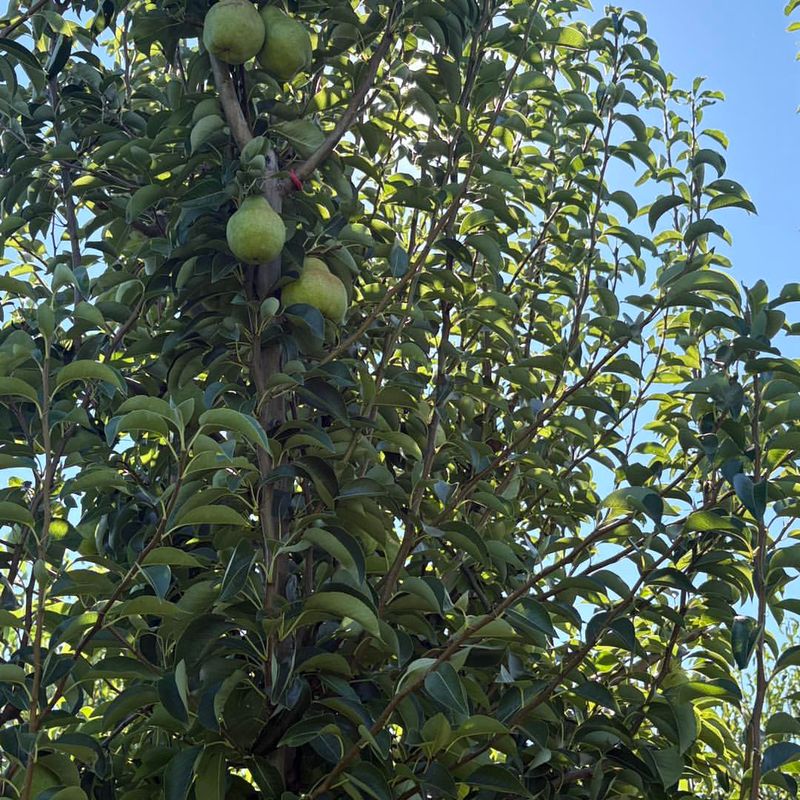Cold-Loving Pears