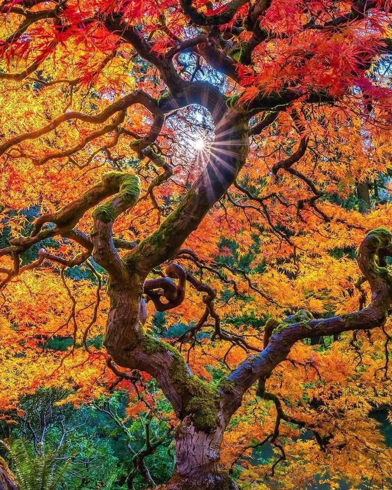 Vibrant Japanese Maple