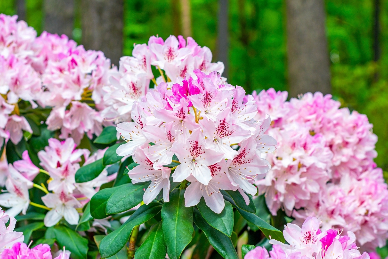 Hardy Blooms That Thrive In Washington’s Temperate Oceanic Climate