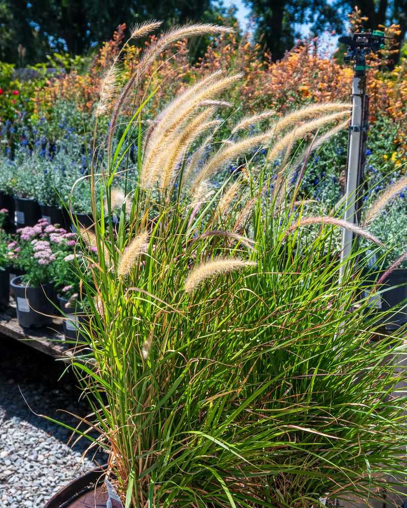Dwarf Fountain Grass 'Little Bunny'