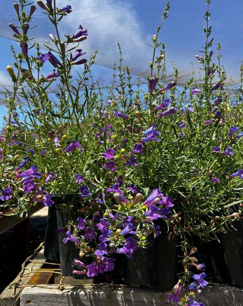 Penstemon