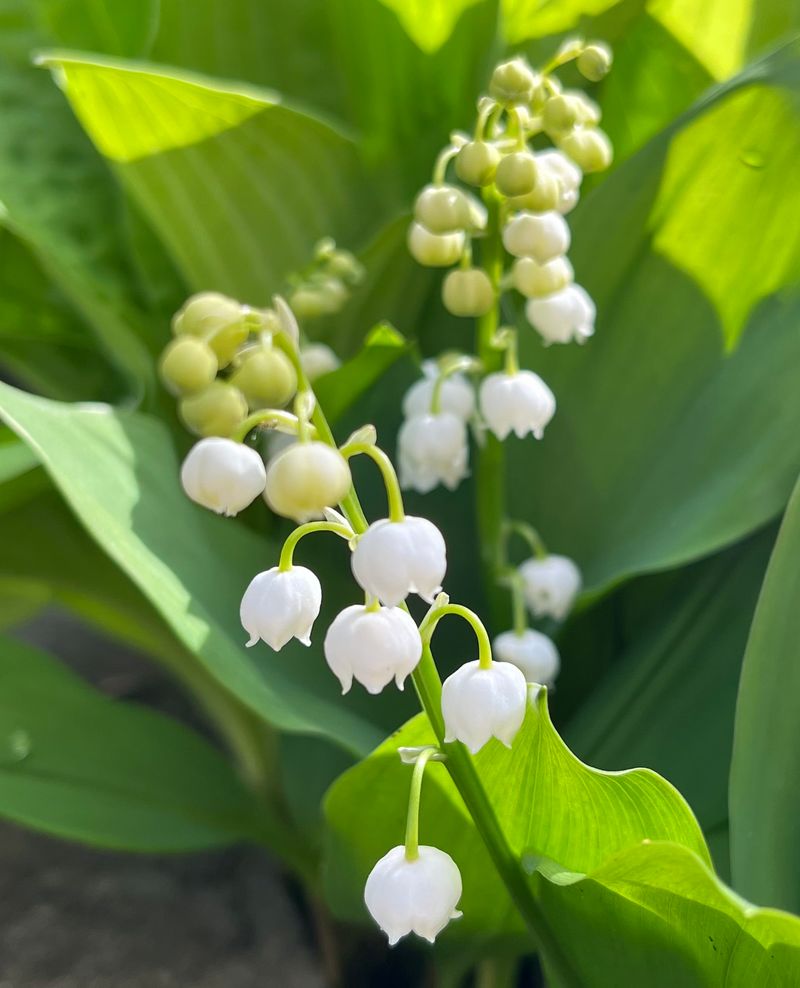 Lovely Lily-of-the-Valley