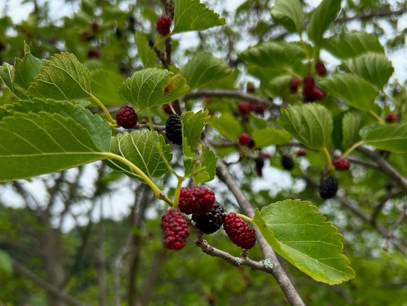 Mulberry Magic