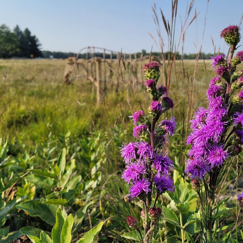 Dotted Blazing Star