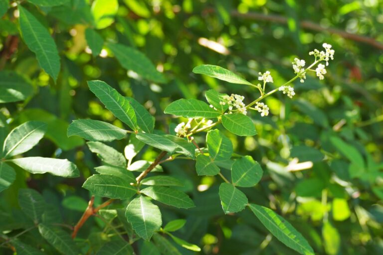 brazilian pepper tree