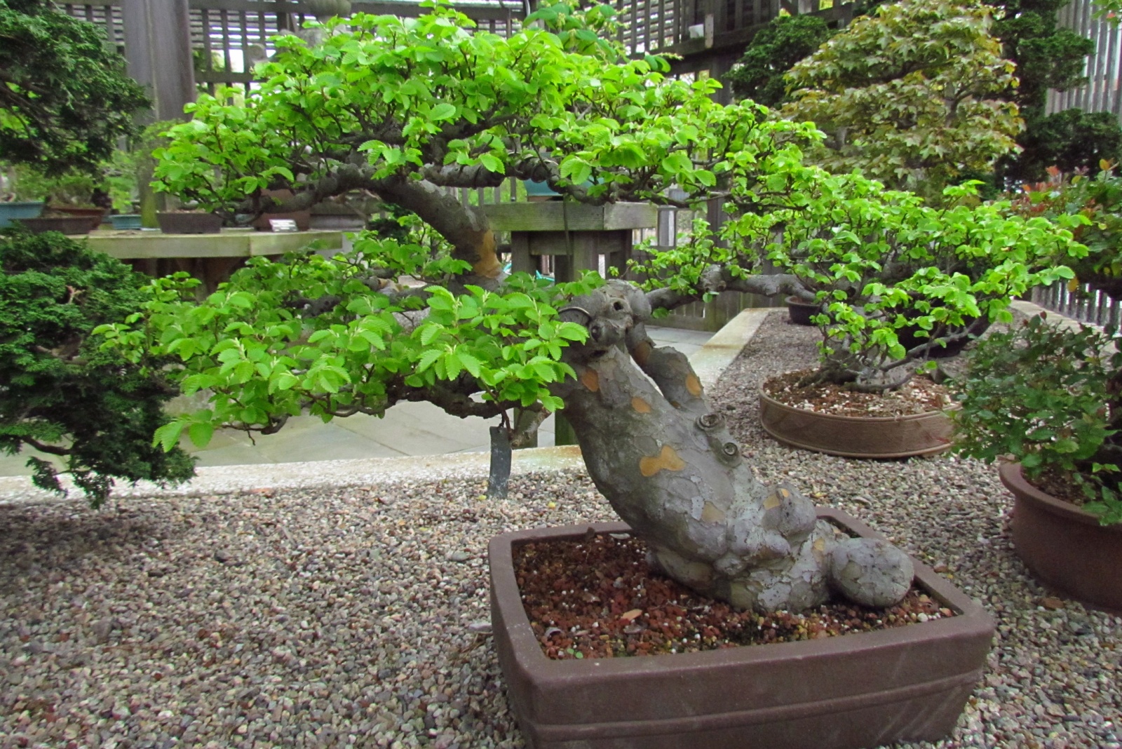 Harvard’s Living Library Blooms At The Arnold Arboretum In Massachusetts