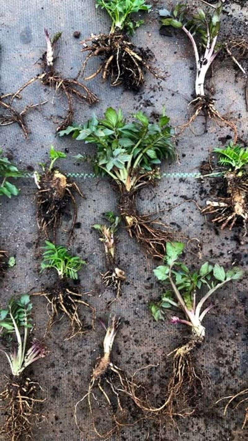 Divide Perennial Herbs