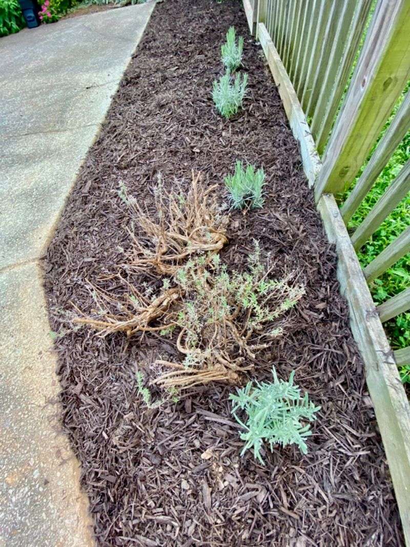 Divide Overgrown Plants