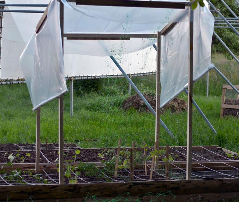 Install Rain Shelters For Tomatoes