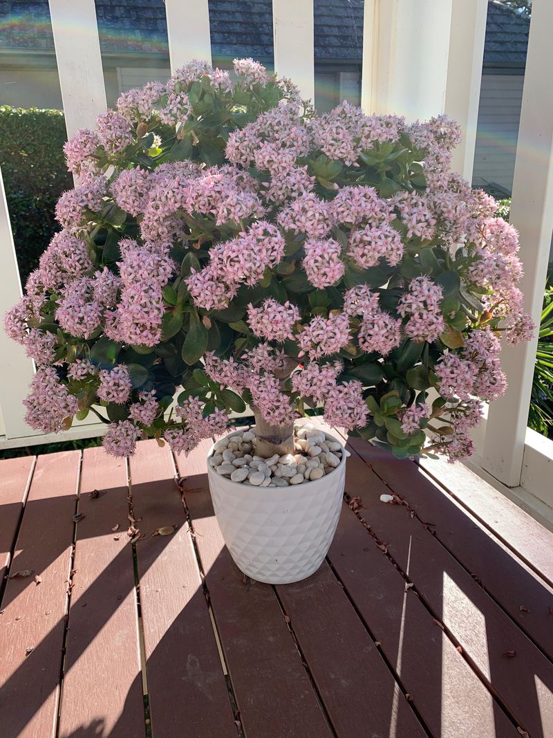 Jade Plant