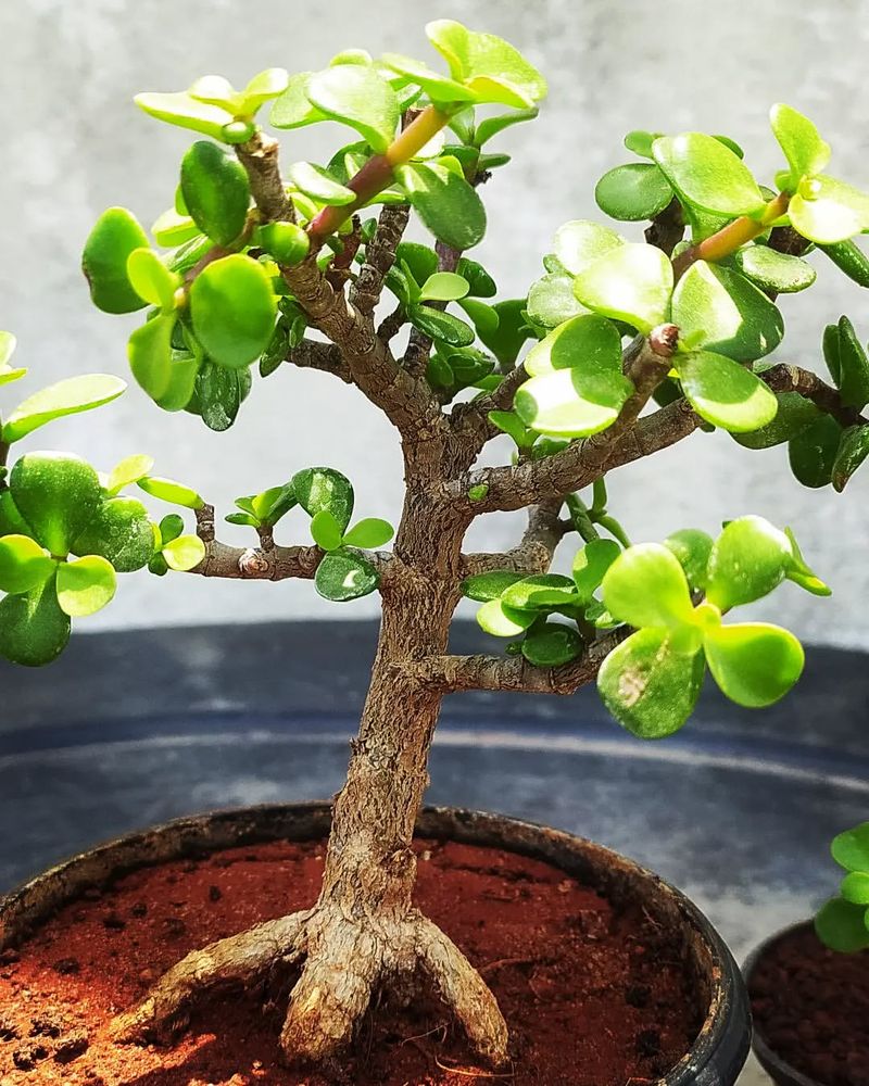 Jade Plant (Crassula ovata)