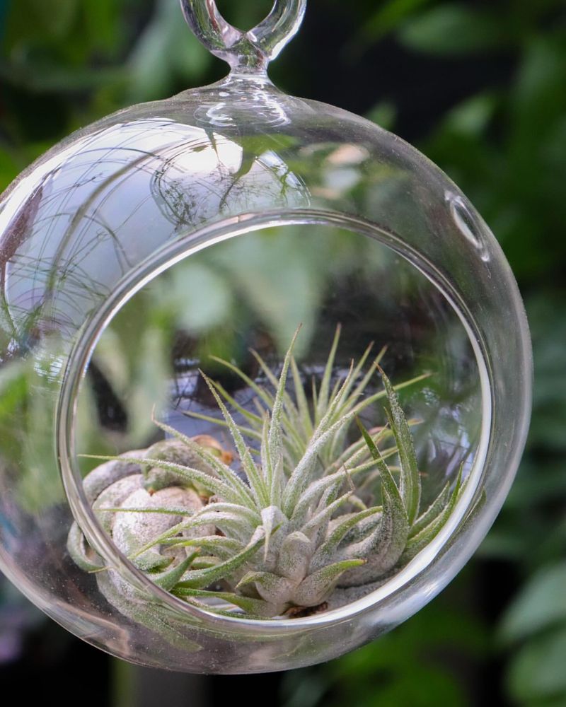 Air Plants (Tillandsia)