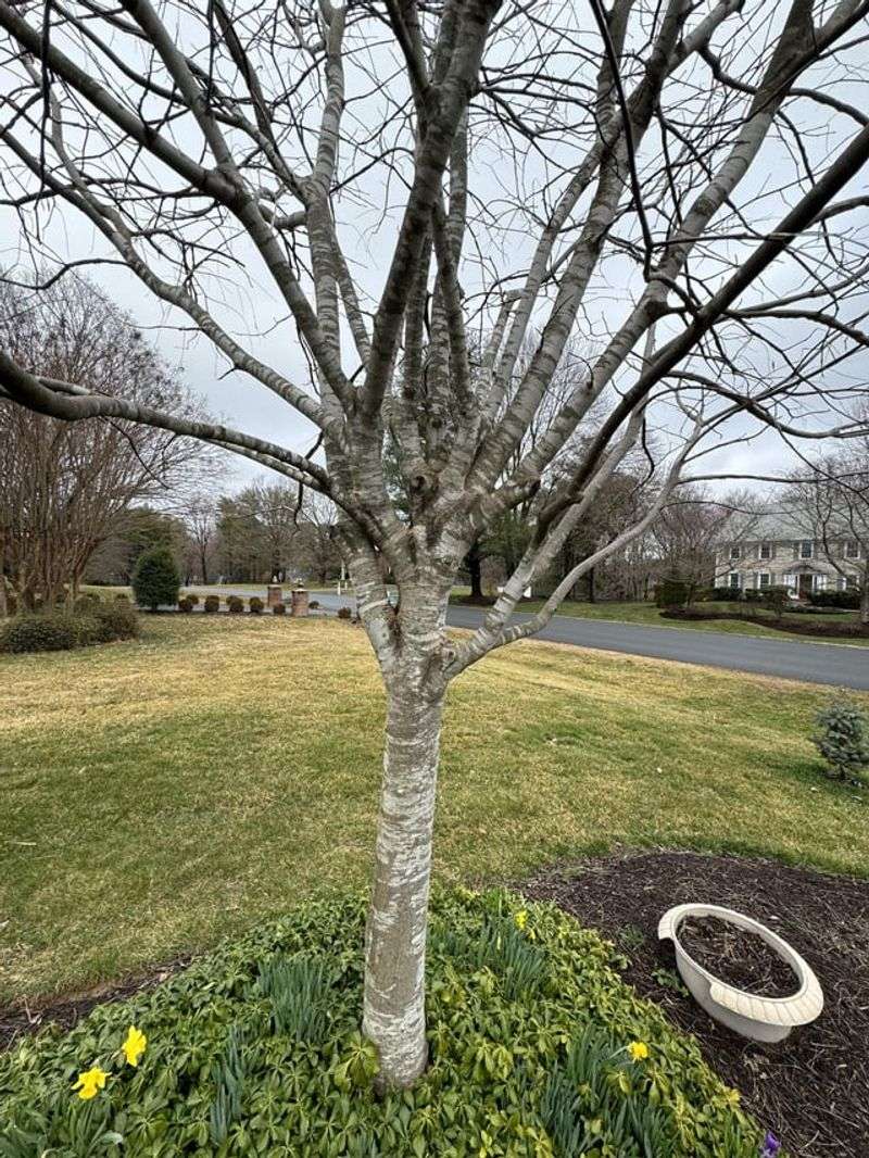 American Yellowwood