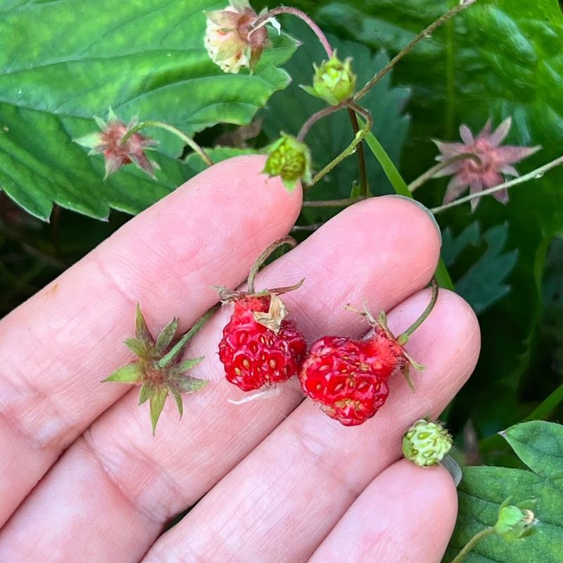 Groundcover Herbs And Berries