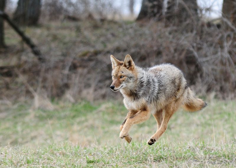 Feed Coyotes