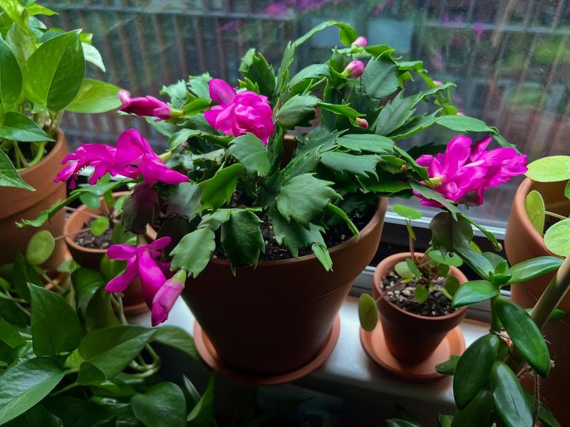 Christmas Cactus