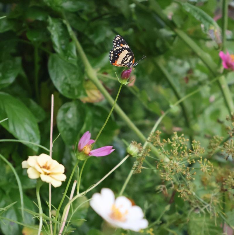 Butterfly-Attracting Pot Trio