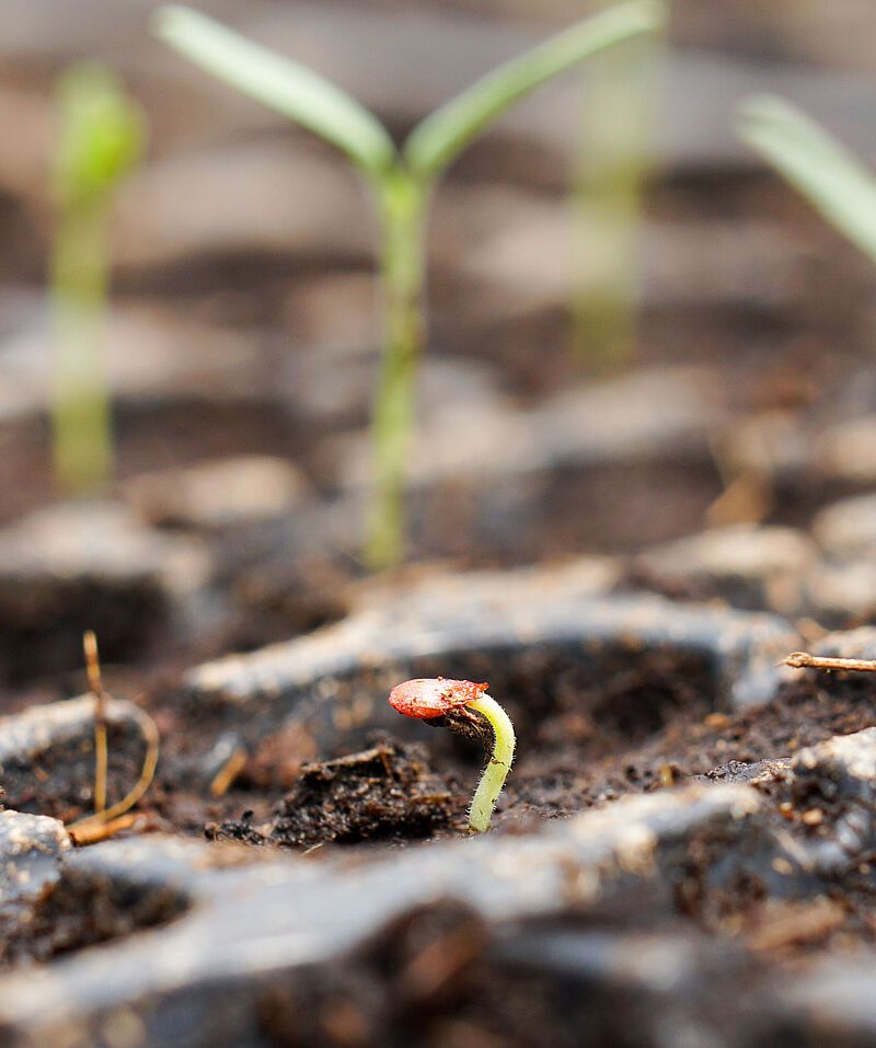 Seed Germination Enhancers
