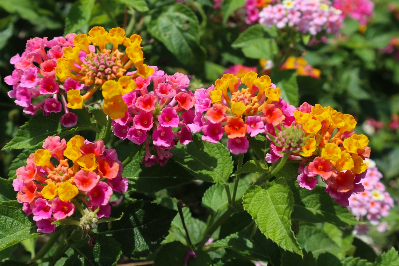 Heat-Tolerant Plants And Smart Water Use For Texas Gardens
