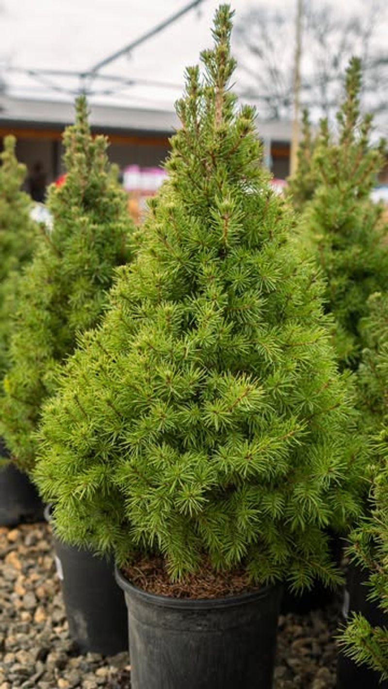 Dwarf Alberta Spruce