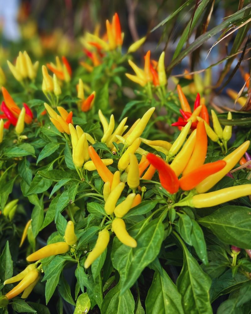 Ornamental Peppers