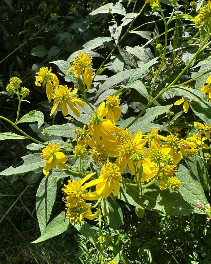 Native Plant Seedlings
