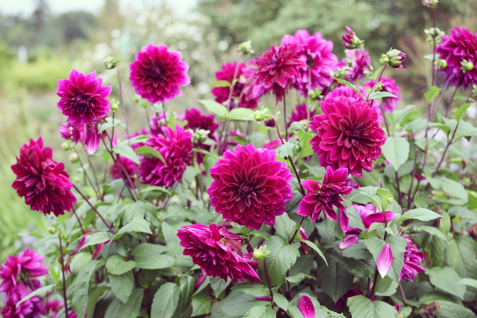 Purple decorative pinnate dahlia 'Thomas A Edison' in flower (featured image)