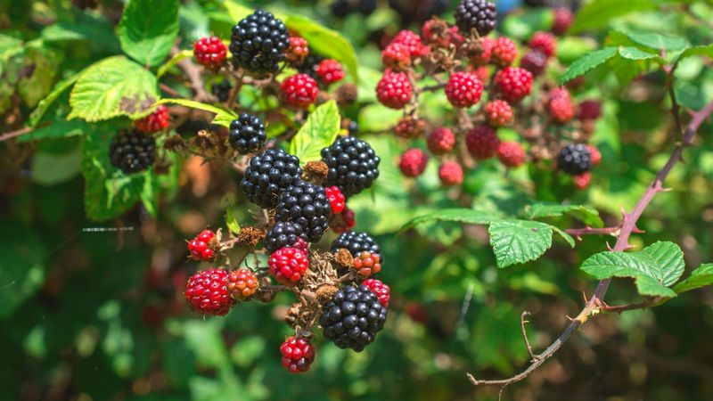 Hardy Blackberries