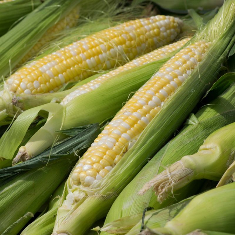 Sweet Corn Cultivation Following Moon Phases