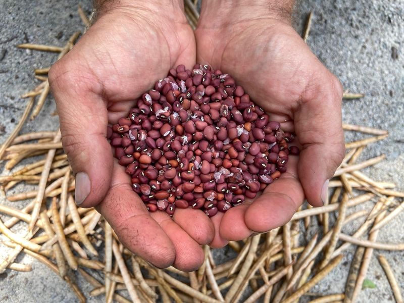 Sea Island Red Peas