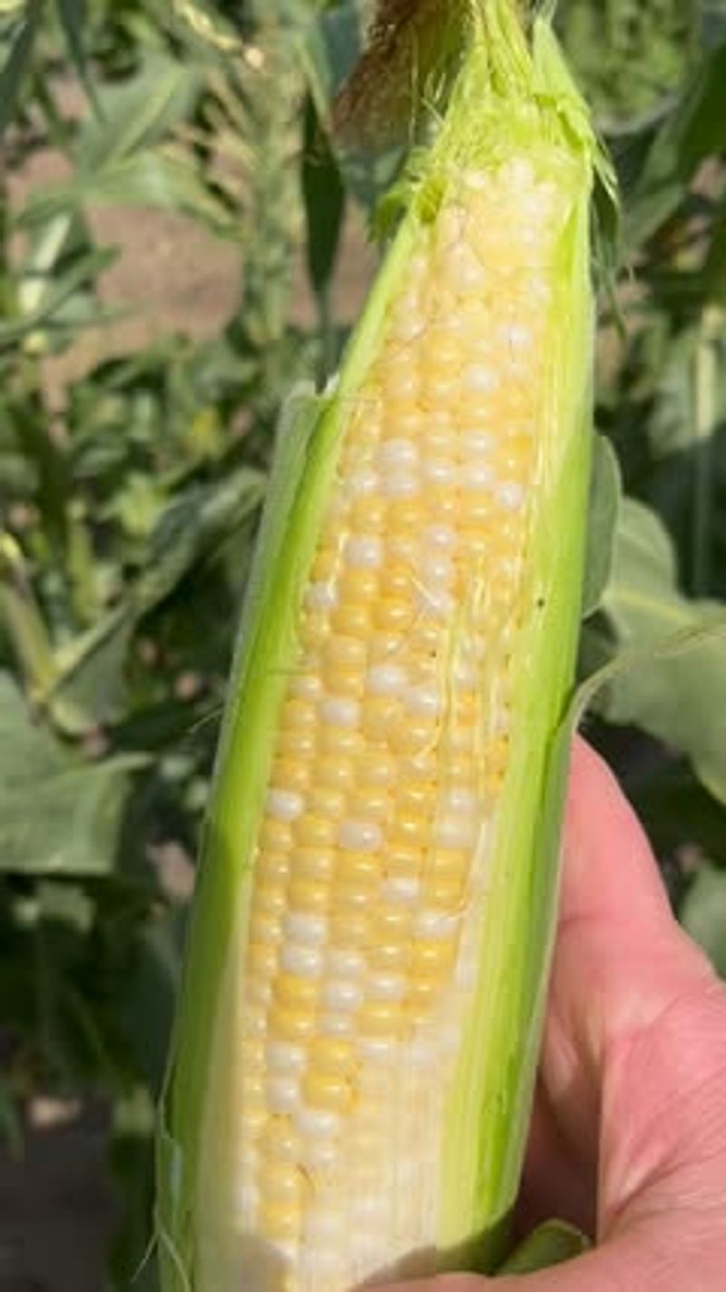 Sweet Corn