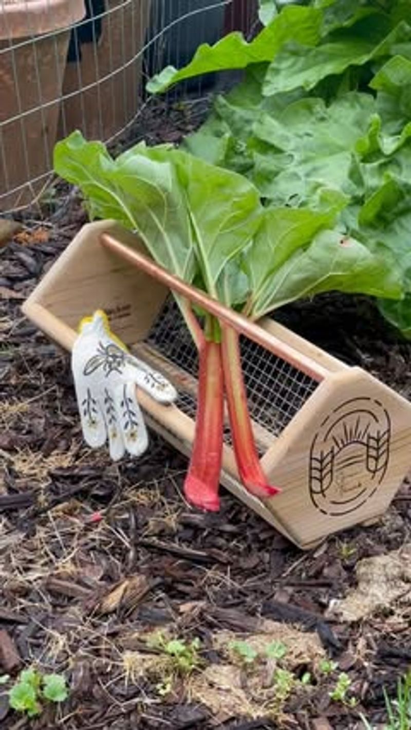 Rhubarb