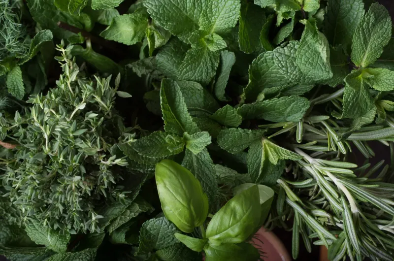 Fresh-Cut Herbs Adding Fragrance To The Market