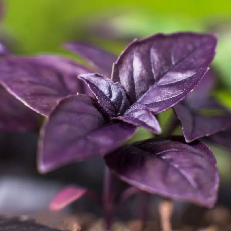 Purple Basil