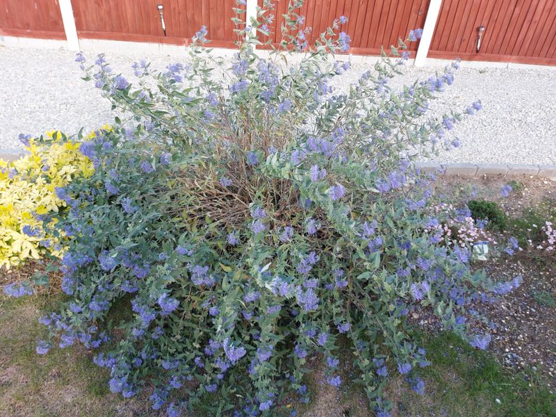 Caryopteris 'Blue Mist'